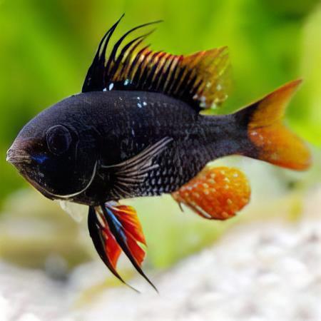 Black Ram Mikrogeophagus Ramirezi 3cm - Real Aquatics