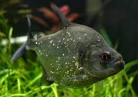 Black Rhom Piranha Serrasalmus Rhombeus 10cm