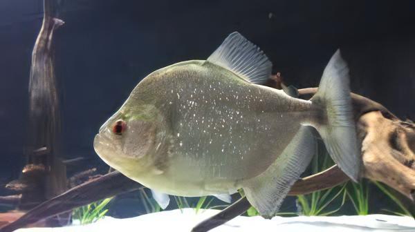 Black Rhom Piranha Serrasalmus Rhombeus 10cm - Real Aquatics