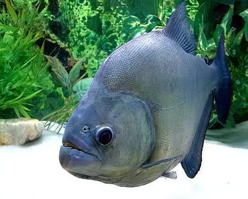 Black Rhom Piranha Serrasalmus Rhombeus 10cm - Real Aquatics