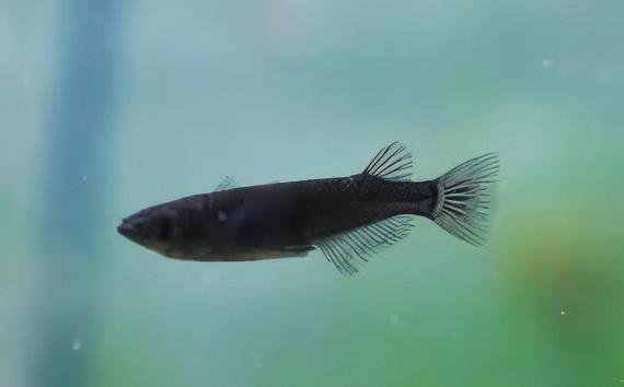 Black Rice Fish Tetra Oryzias Latipes 3cm - Real Aquatics