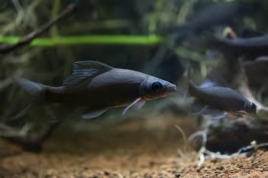 Black Shark Labeo Crysophekadion 5cm - Real Aquatics