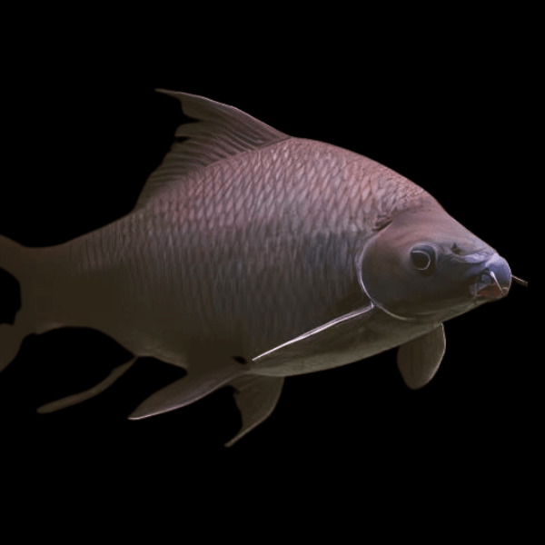 Black Shark Labeo Crysophekadion 5cm - Real Aquatics