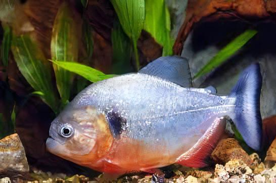 Black Spot Piranha Pygocentrus Notatus Serrasalmus Caribas 10cm