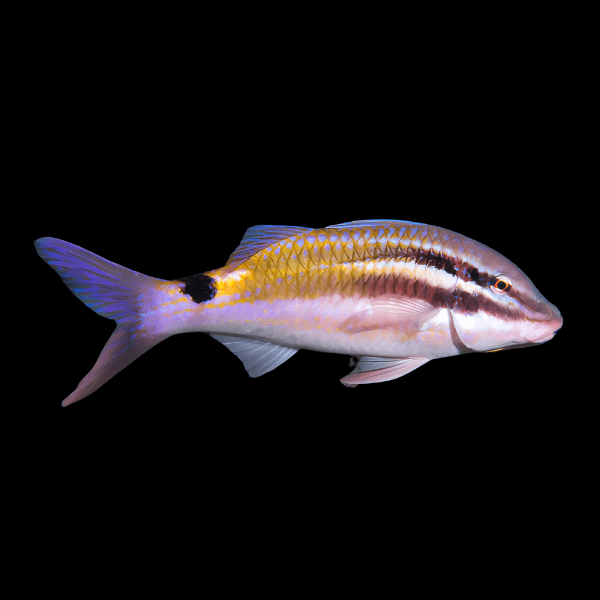 Black Spot Sweeper Goat Fish Parupeneus Spilurus - Real Aquatics