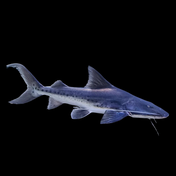 Black Tail Piraiba Goliath Catfish Brachyplatystoma Capapretum 10cm - Real Aquatics