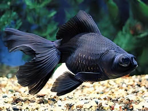 Black Telescope Butterfly Moor Goldfish Carassius Auratus