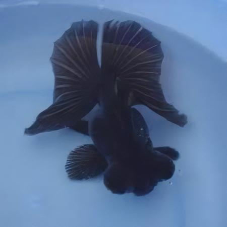 Black Telescope Butterfly Moor Goldfish Carassius Auratus