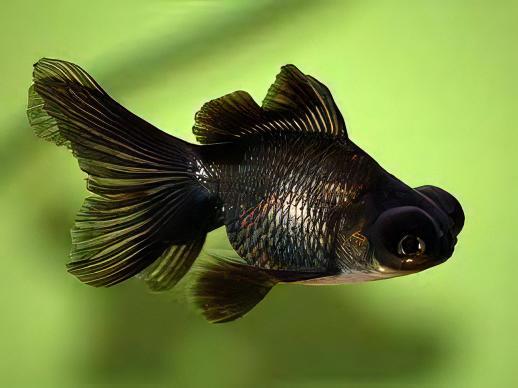 Black Telescope Butterfly Moor Goldfish Carassius Auratus