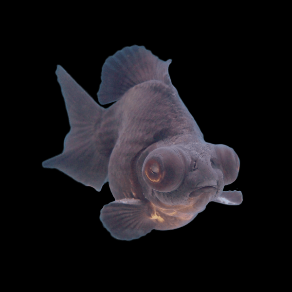 Black Telescope Butterfly Moor Goldfish Carassius Auratus - Real Aquatics