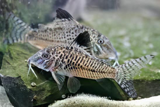 Black Top Corydoras Acutus 4cm Catfish - Real Aquatics