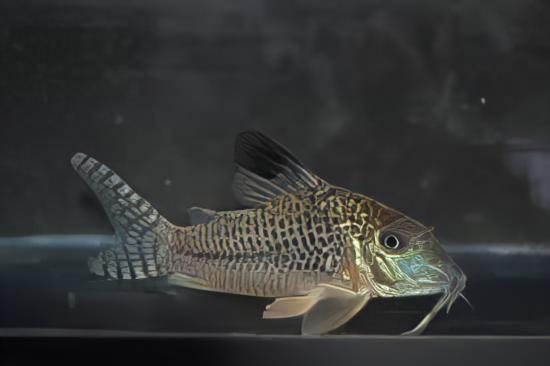 Black Top Corydoras Acutus 4cm Catfish - Real Aquatics