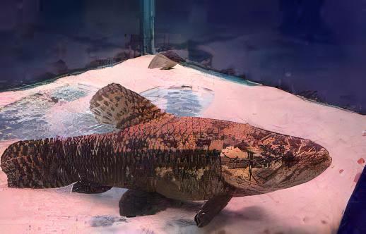 Black Wolf Fish Hoplias Curupira 8cm - Real Aquatics