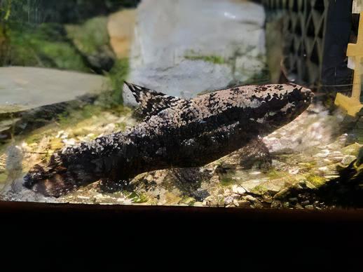 Black Wolf Fish Hoplias Curupira 8cm - Real Aquatics