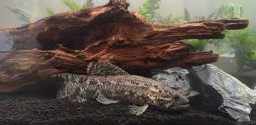 Black Wolf Fish Hoplias Curupira 8cm - Real Aquatics