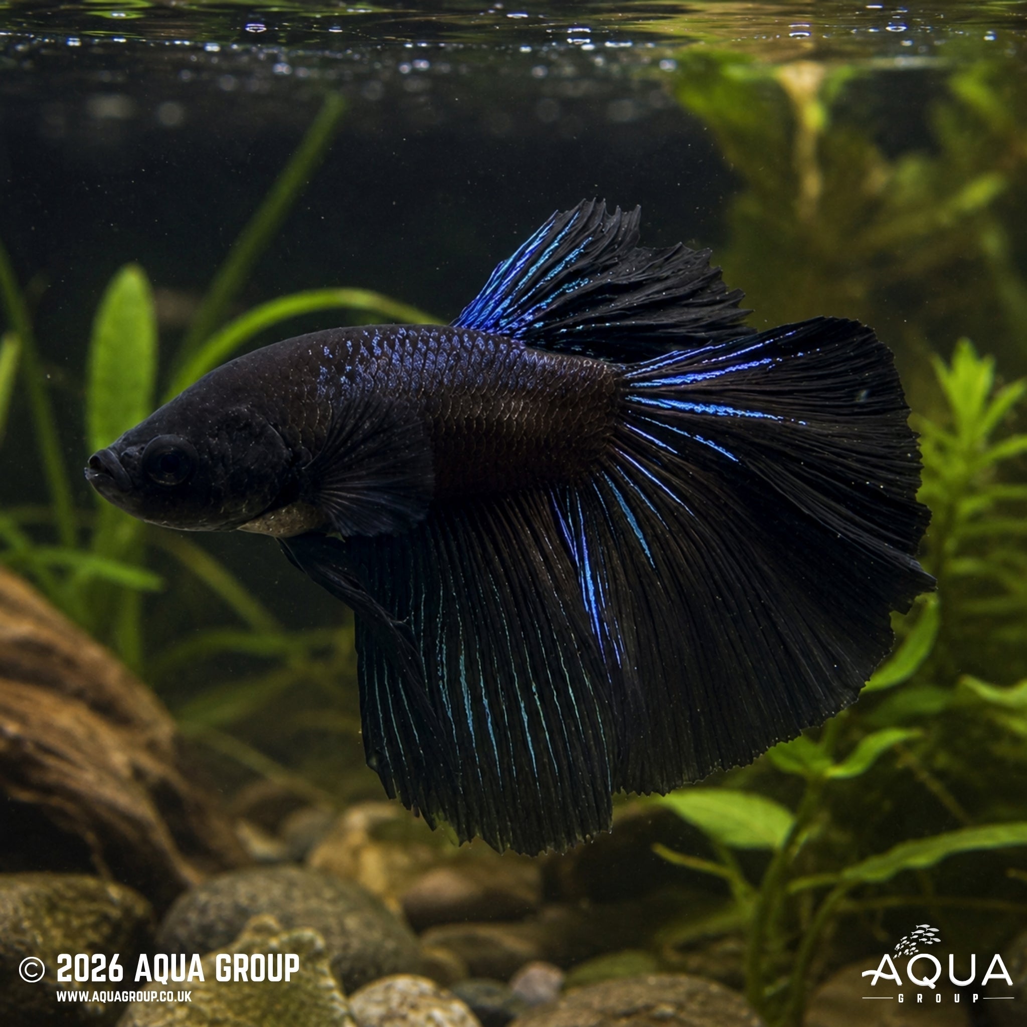 Black Halfmoon Betta #5