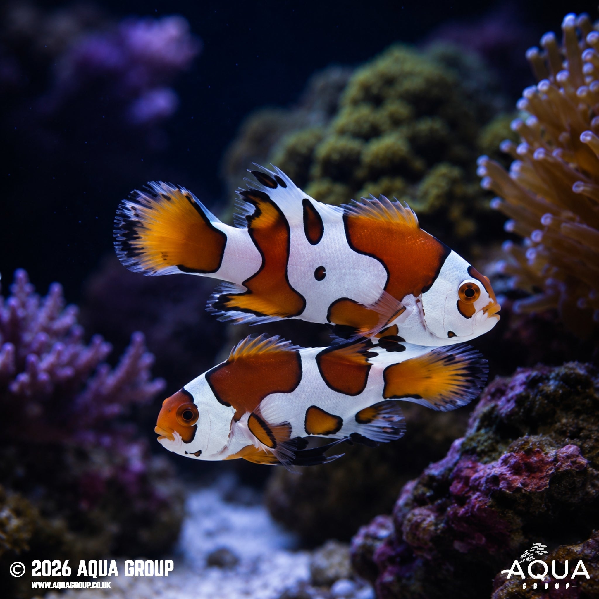 Picasso Storm Longfin Clownfish (Amphiprion ocellaris)