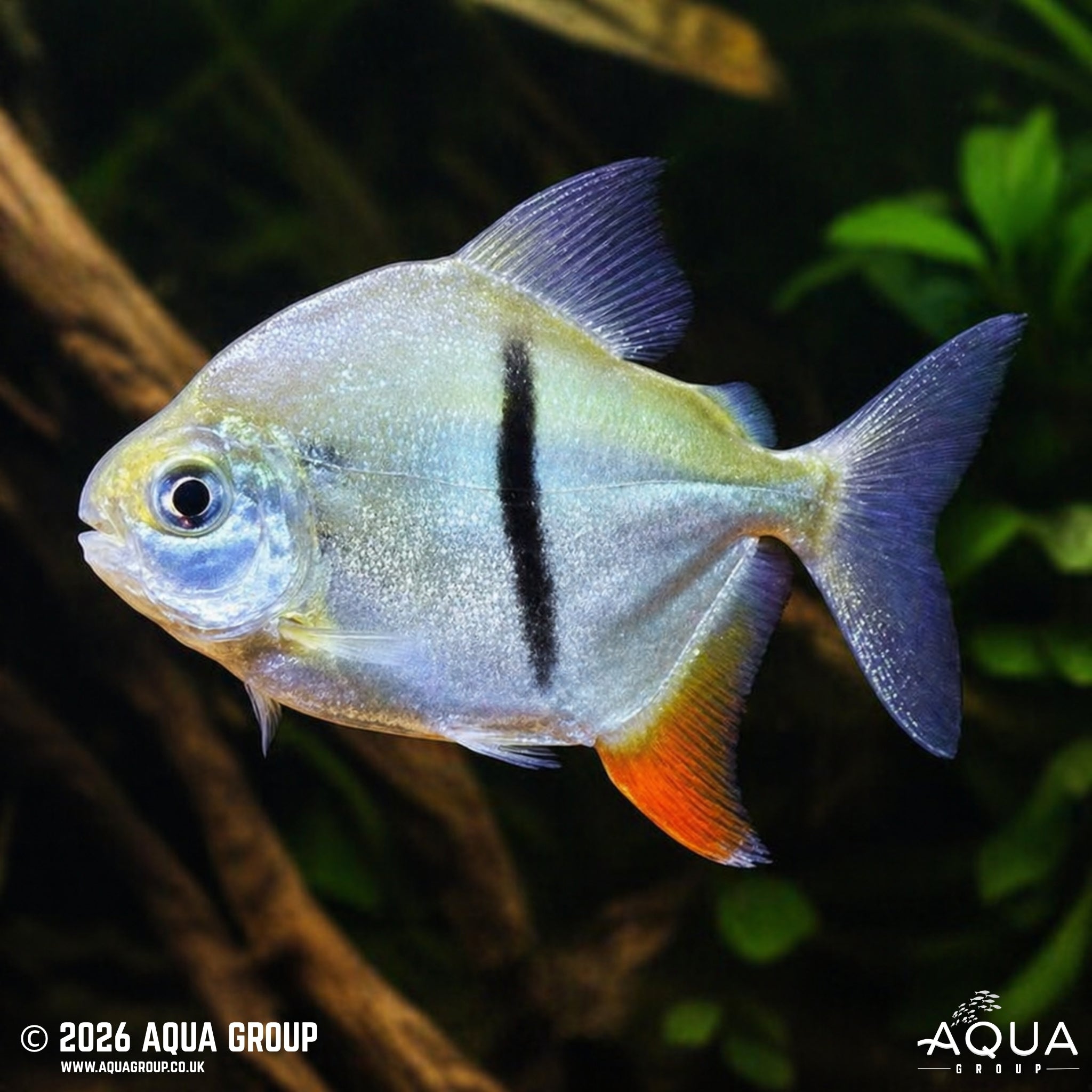 Black Barred Silver Dollar (Myloplus schomburgkii)