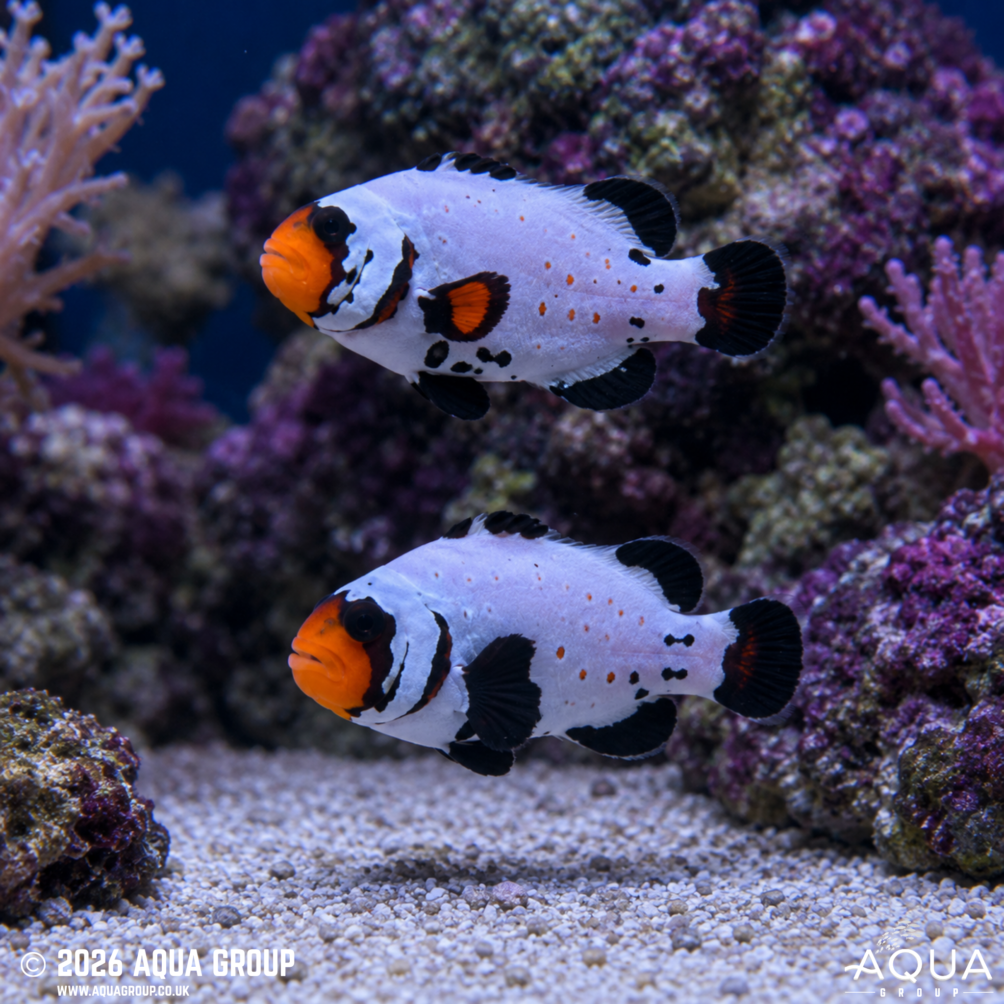 Black Frostbite Clownfish (Amphiprion ocellaris)