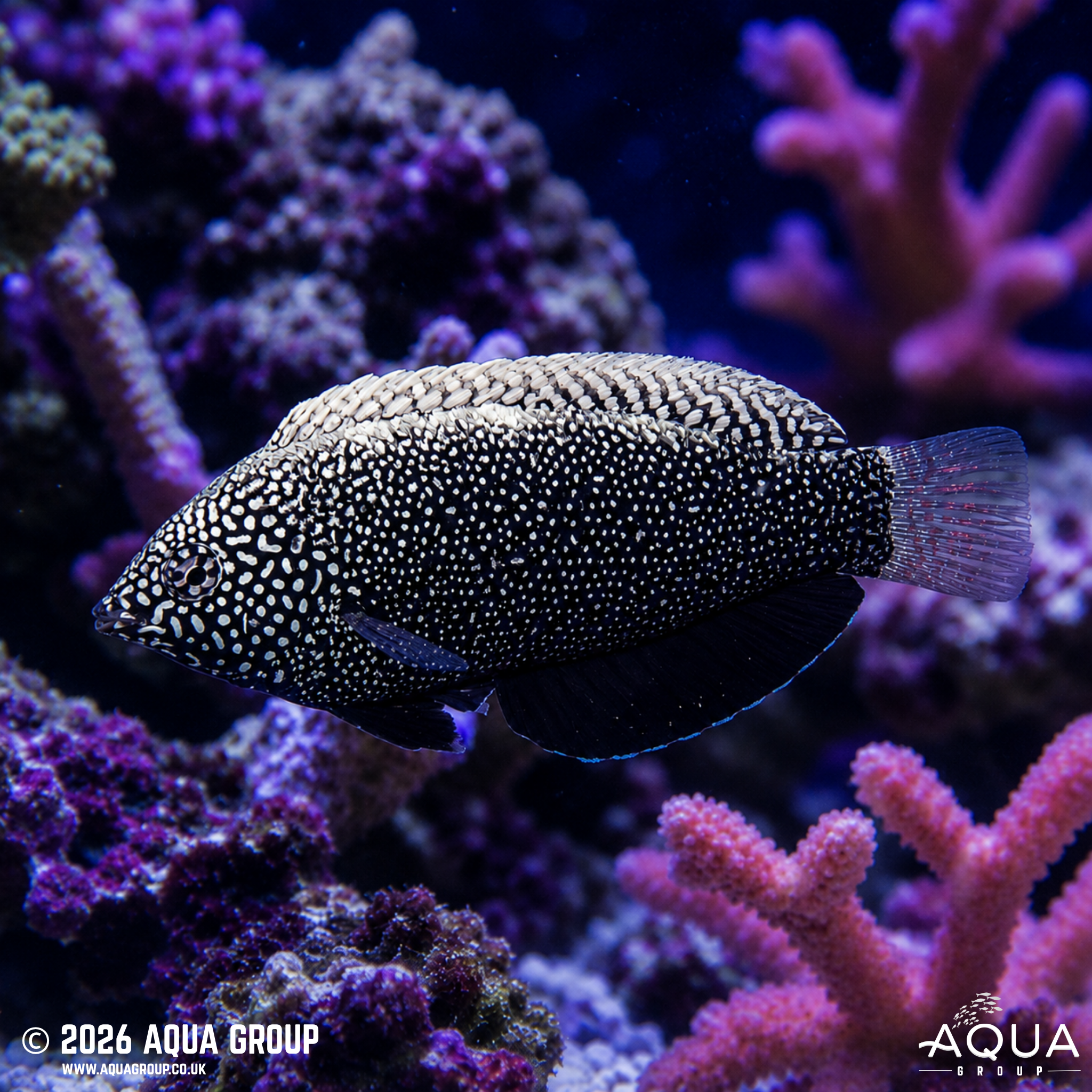 Black Leopard Wrasse (Macropharyngodon negrosensis)