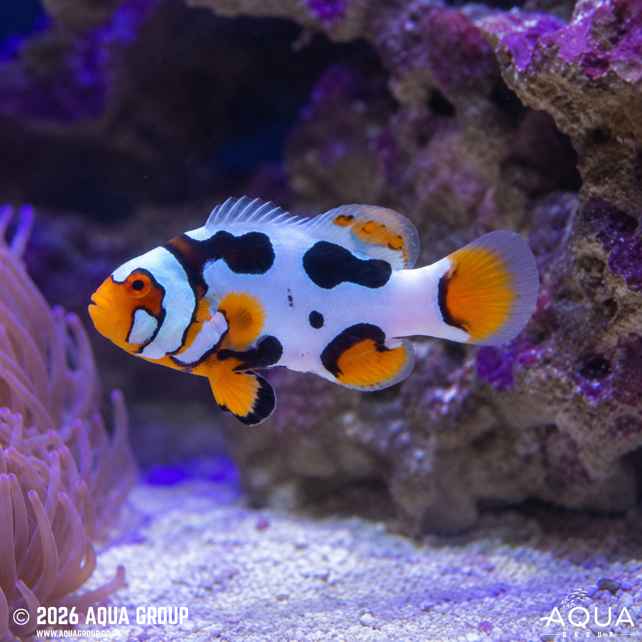 Black Mask Picasso Clownfish (Amphiprion percula)
