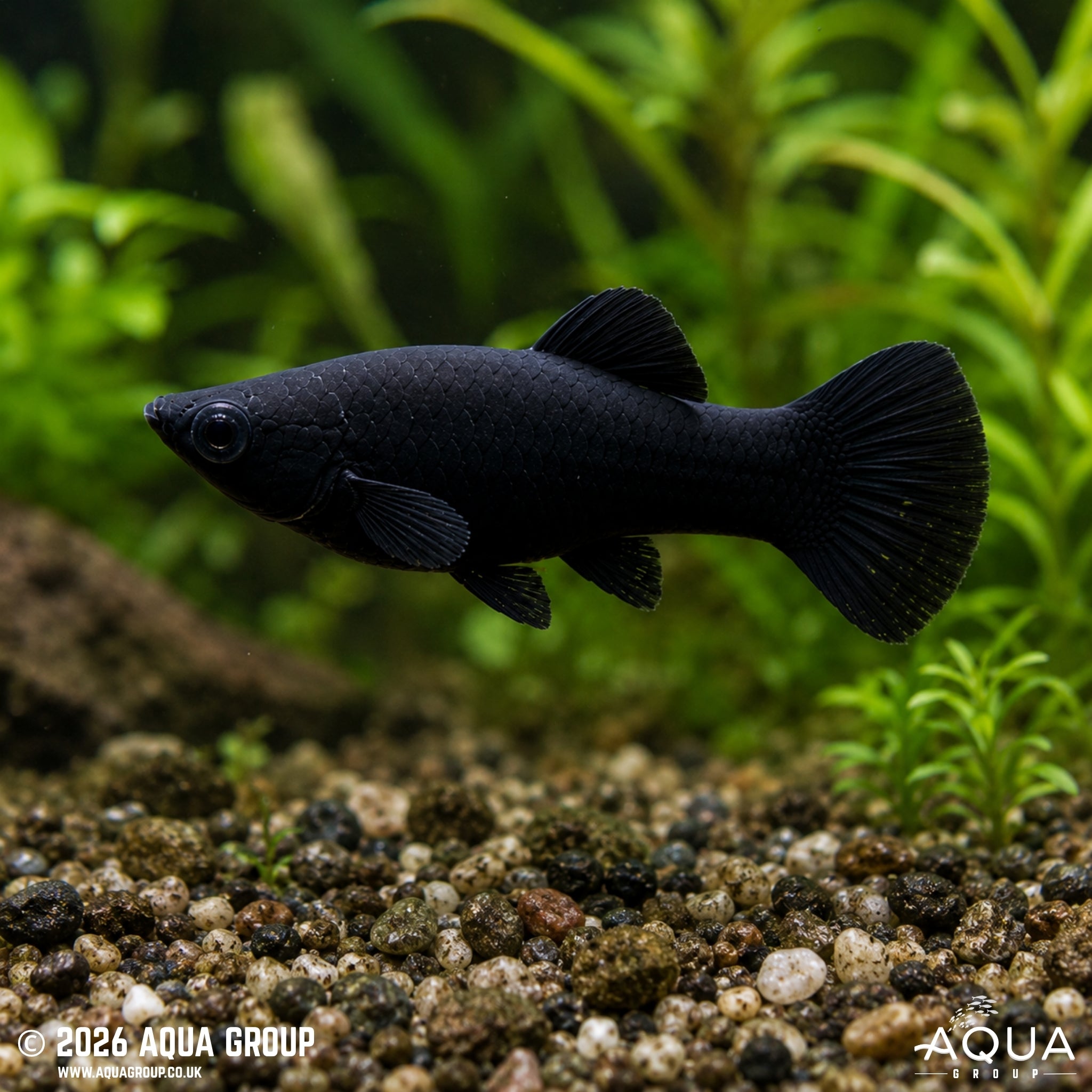 Black Molly (Poecilia sphenops)