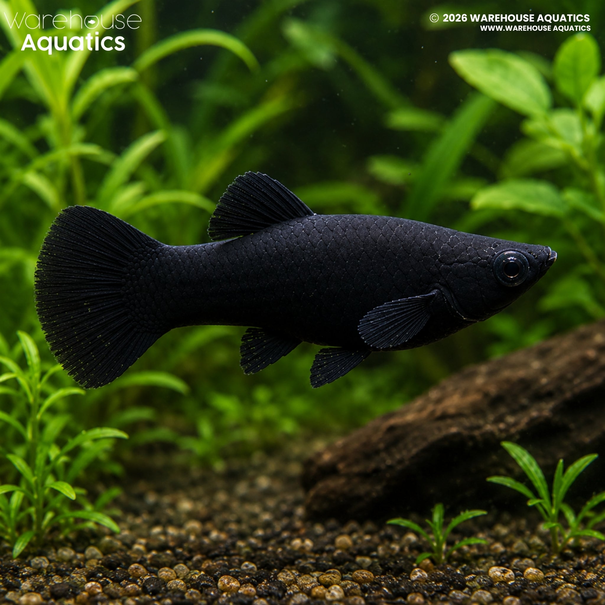 Black Molly (Poecilia sphenops)