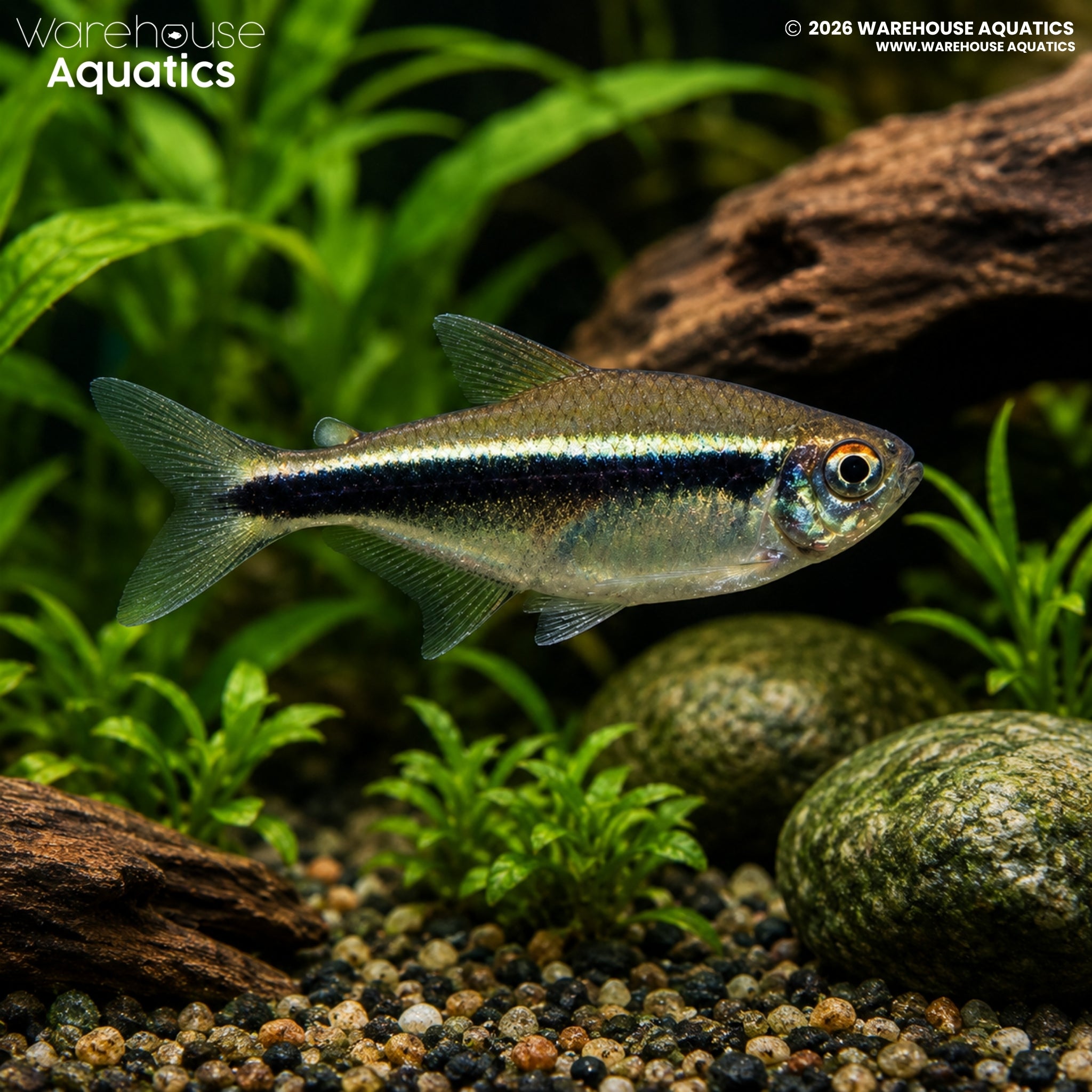 Black Neon Tetra (Hyphessobrycon herbertaxelrodi)