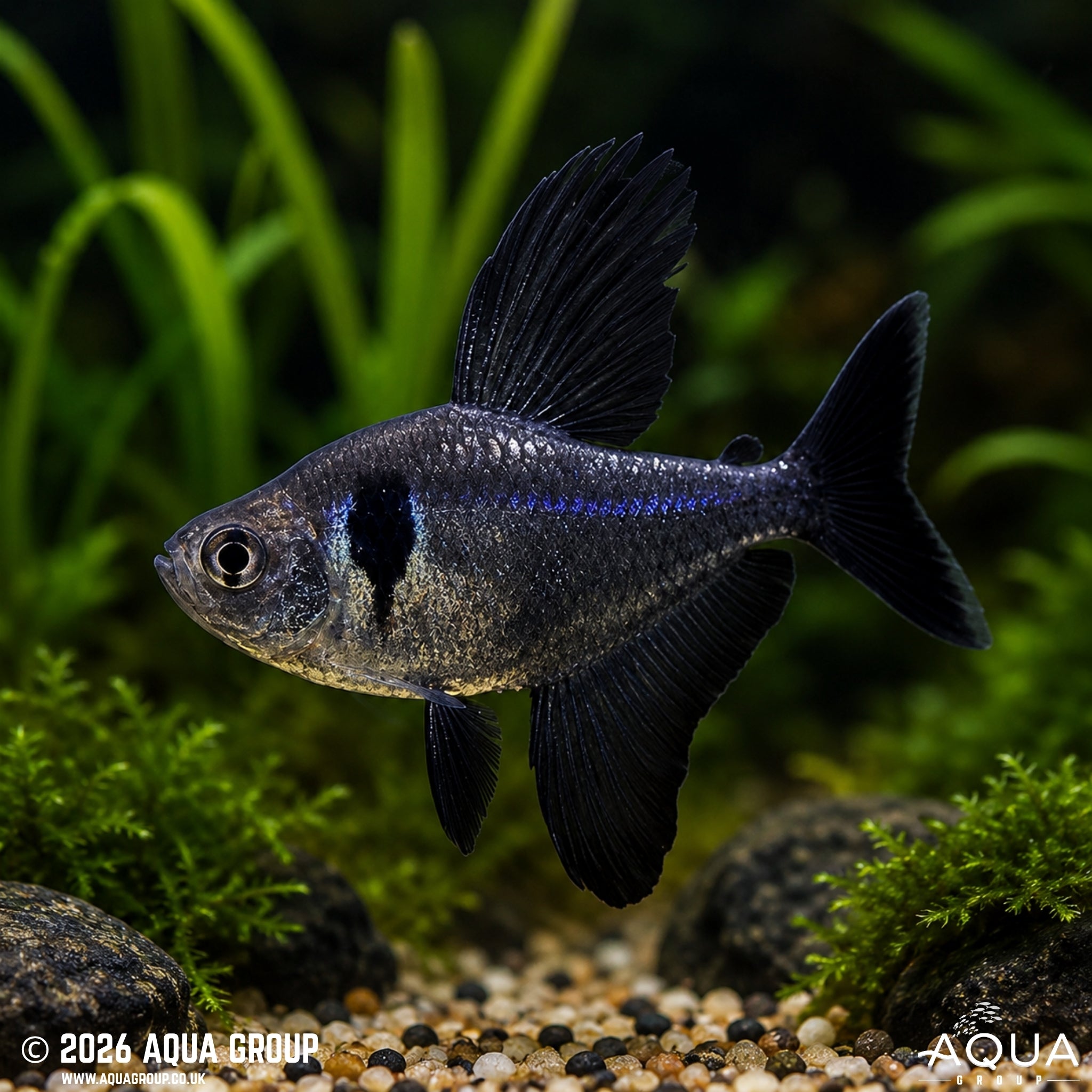 Black Phantom Tetra (Hyphessobrycon megalopterus)
