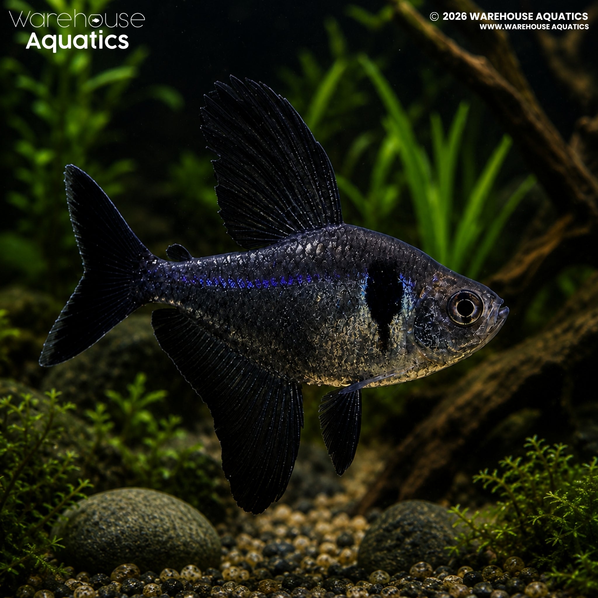 Black Phantom Tetra (Hyphessobrycon megalopterus)