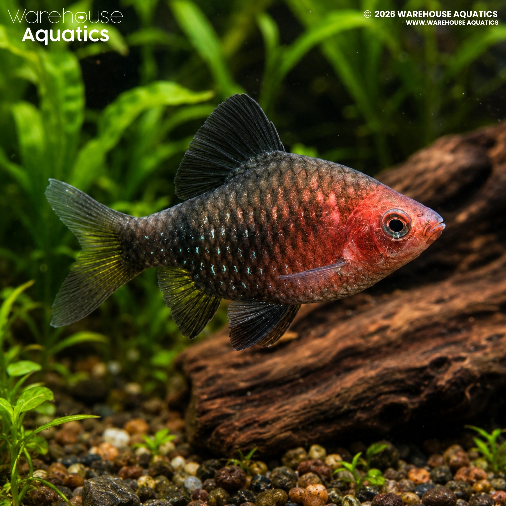 Black Ruby Barb (Pethia nigrofasciata)