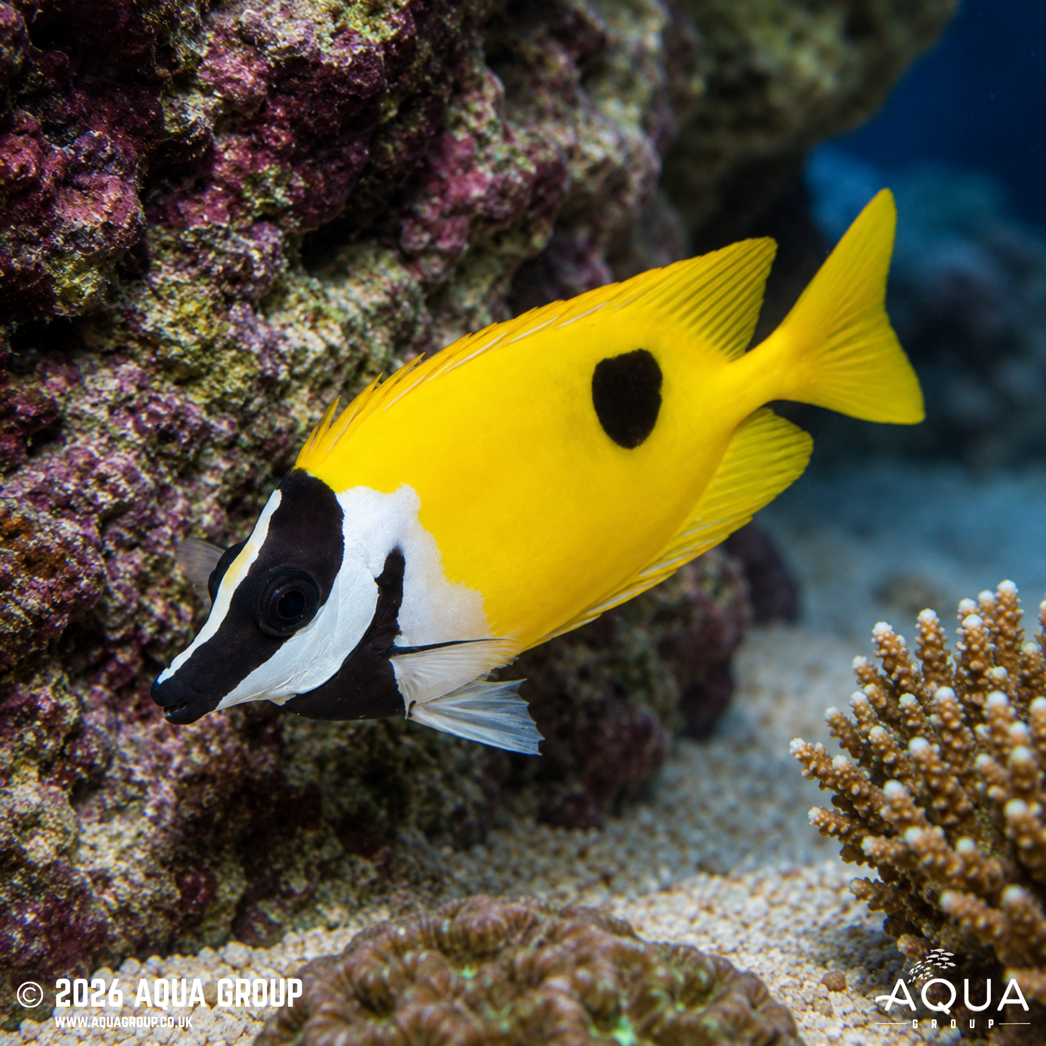 Black Spot Foxface (Siganus unimaculatus)