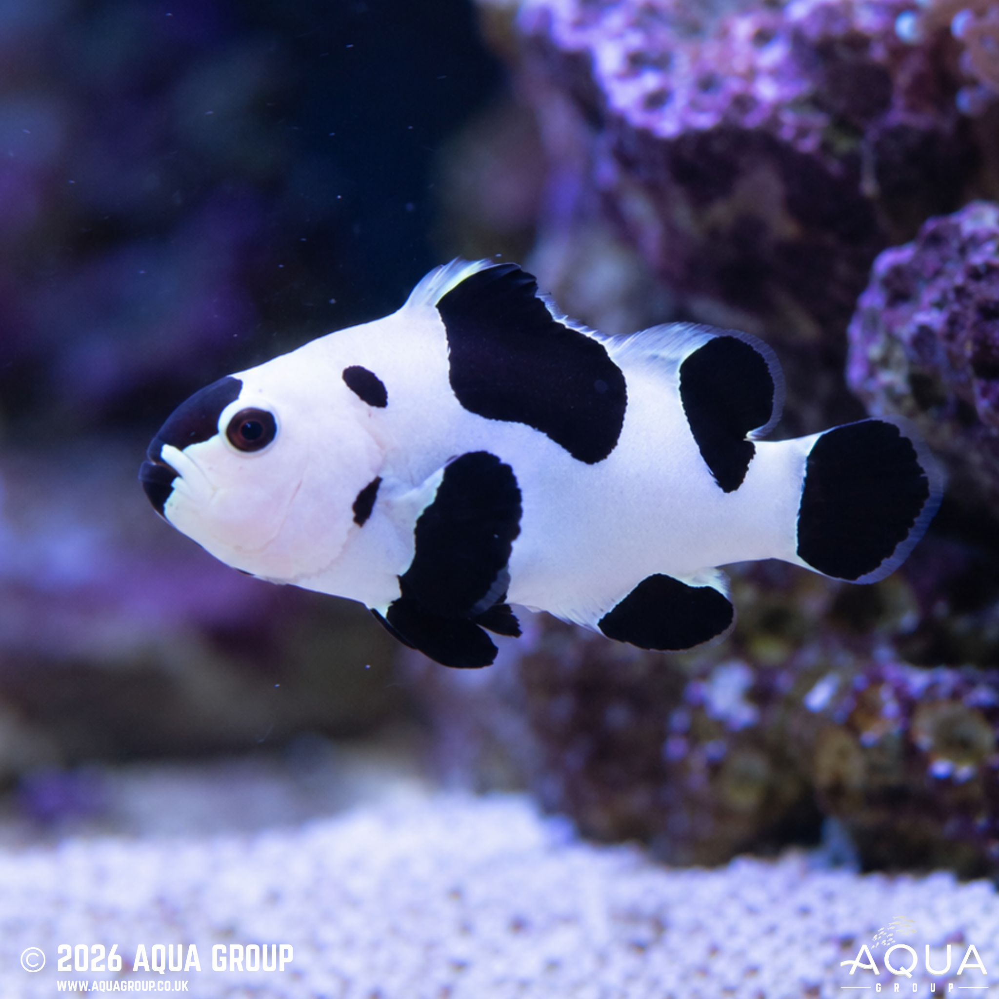 Black Storm Clownfish (Amphiprion ocellaris)