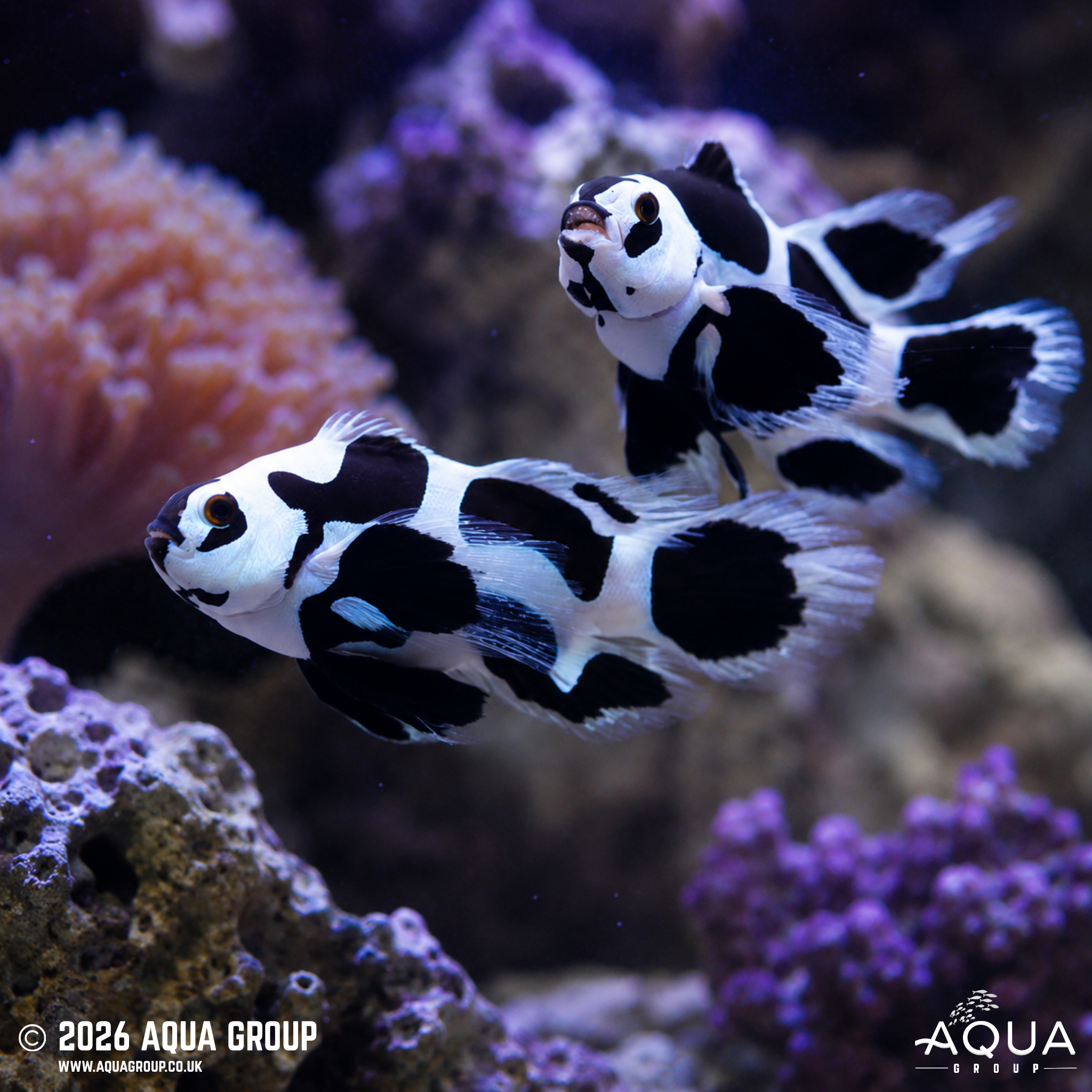 Black Storm Longfin Clownfish (Amphiprion ocellaris)