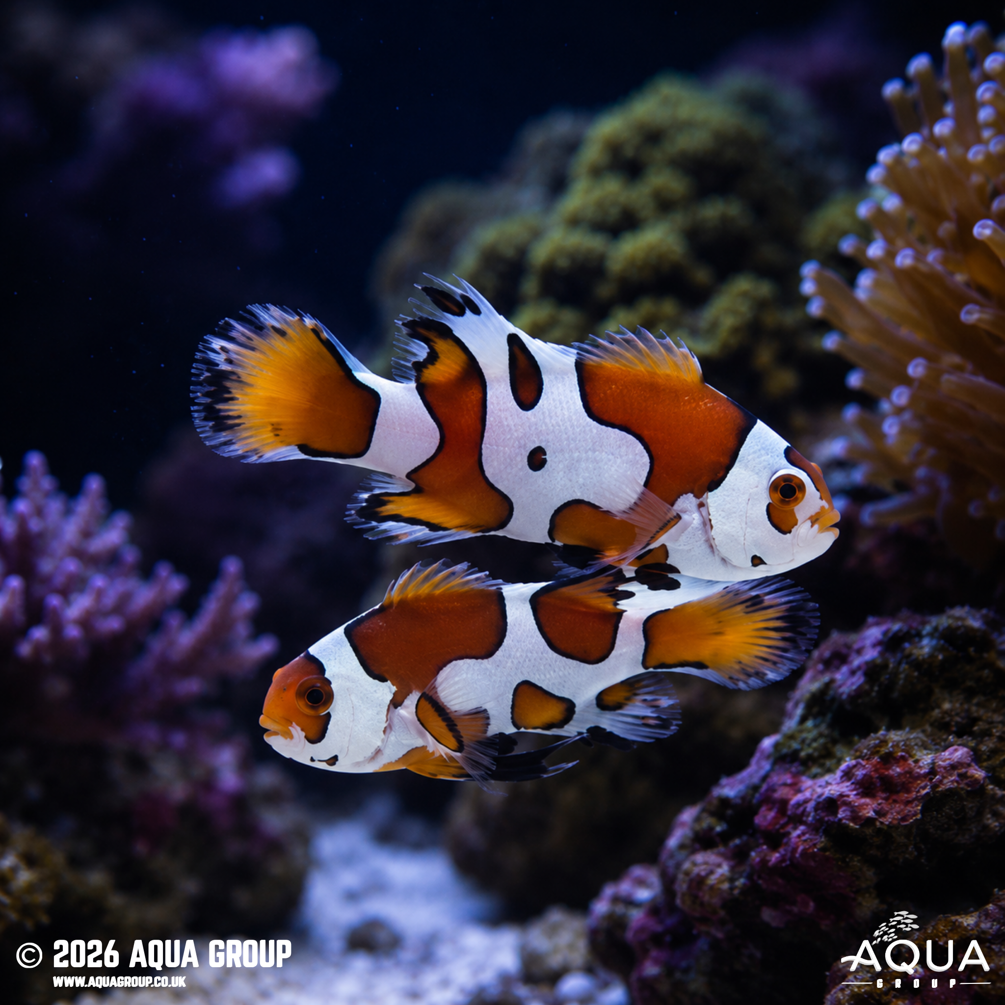 Black Storm Longfin Clownfish (Amphiprion ocellaris)