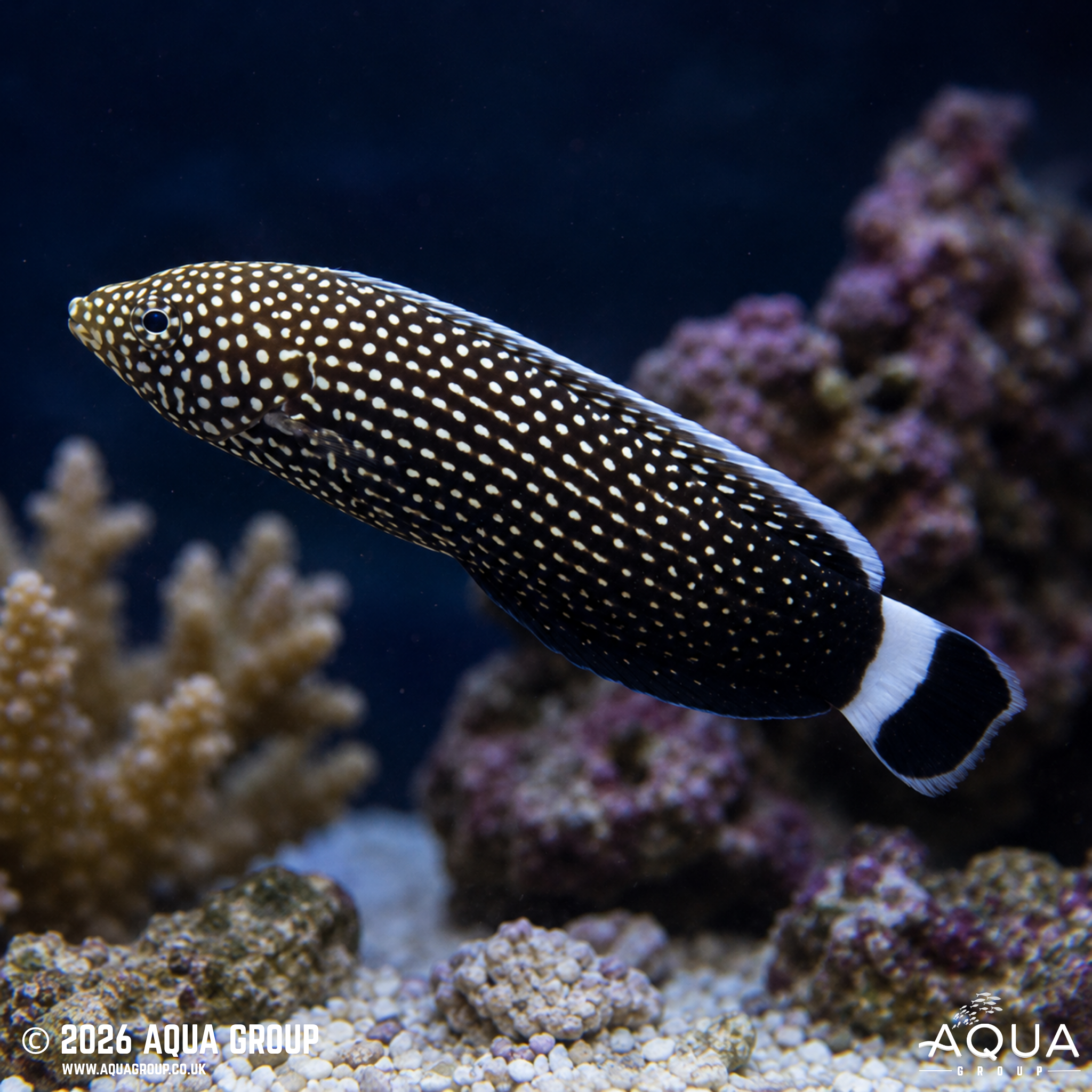 Black Tail Tamarin Wrasse (Anampses chrysocephalus)