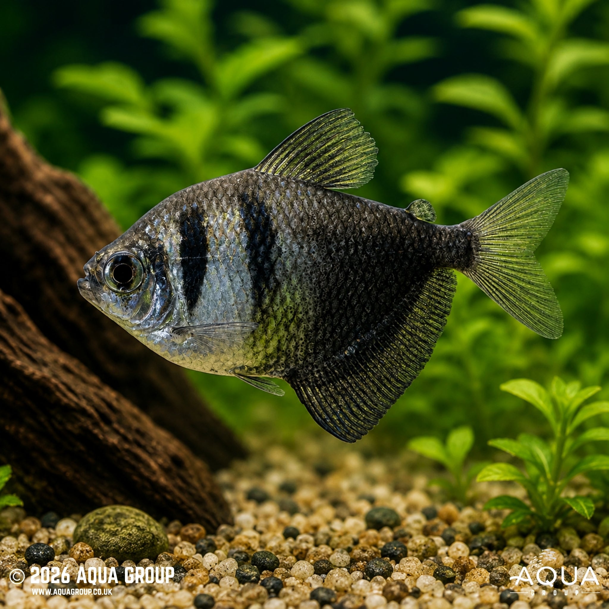 Black Widow Tetra (Gymnocorymbus ternetzi)