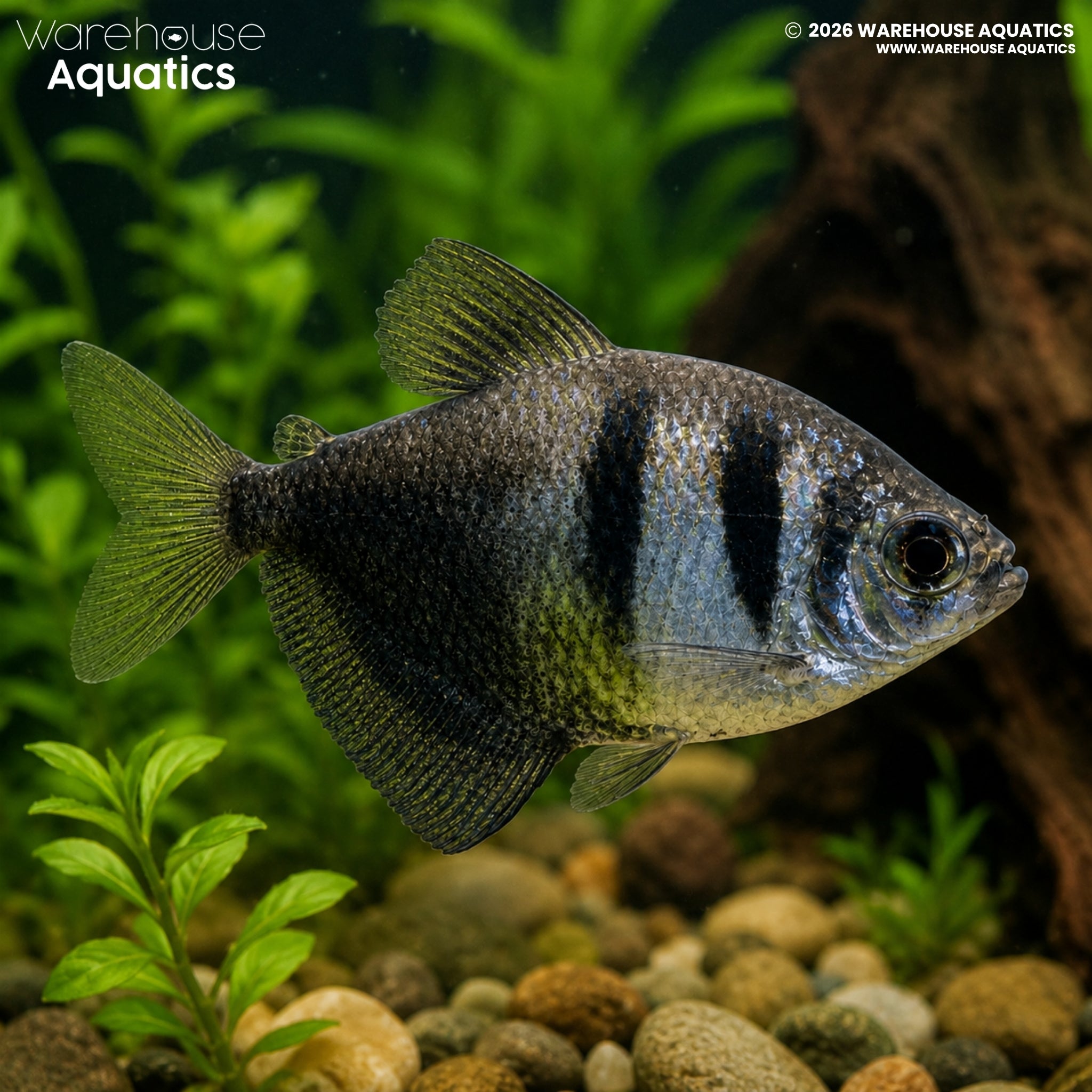 Black Widow Tetra (Gymnocorymbus ternetzi)