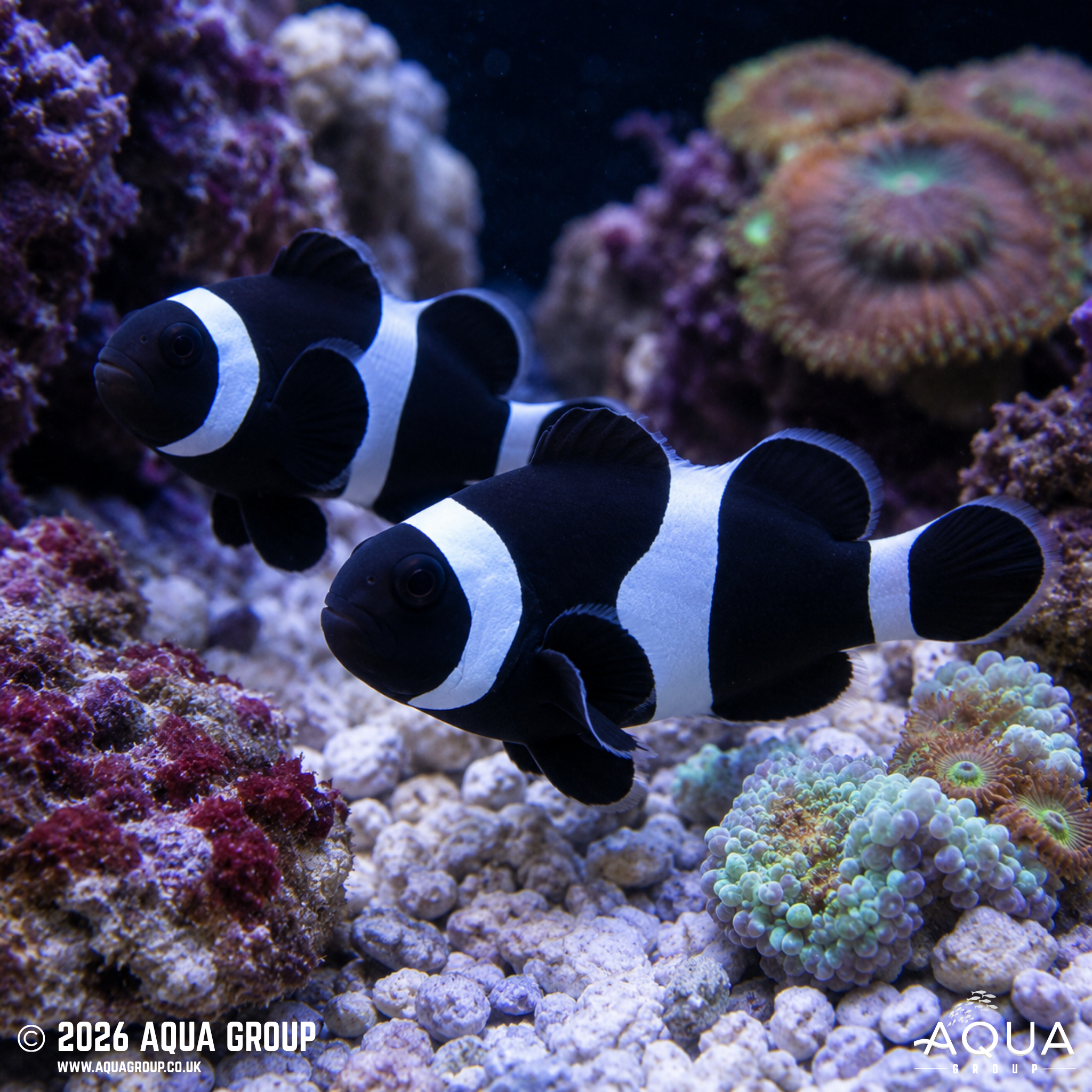 Black and White Clownfish (Amphiprion ocellaris)