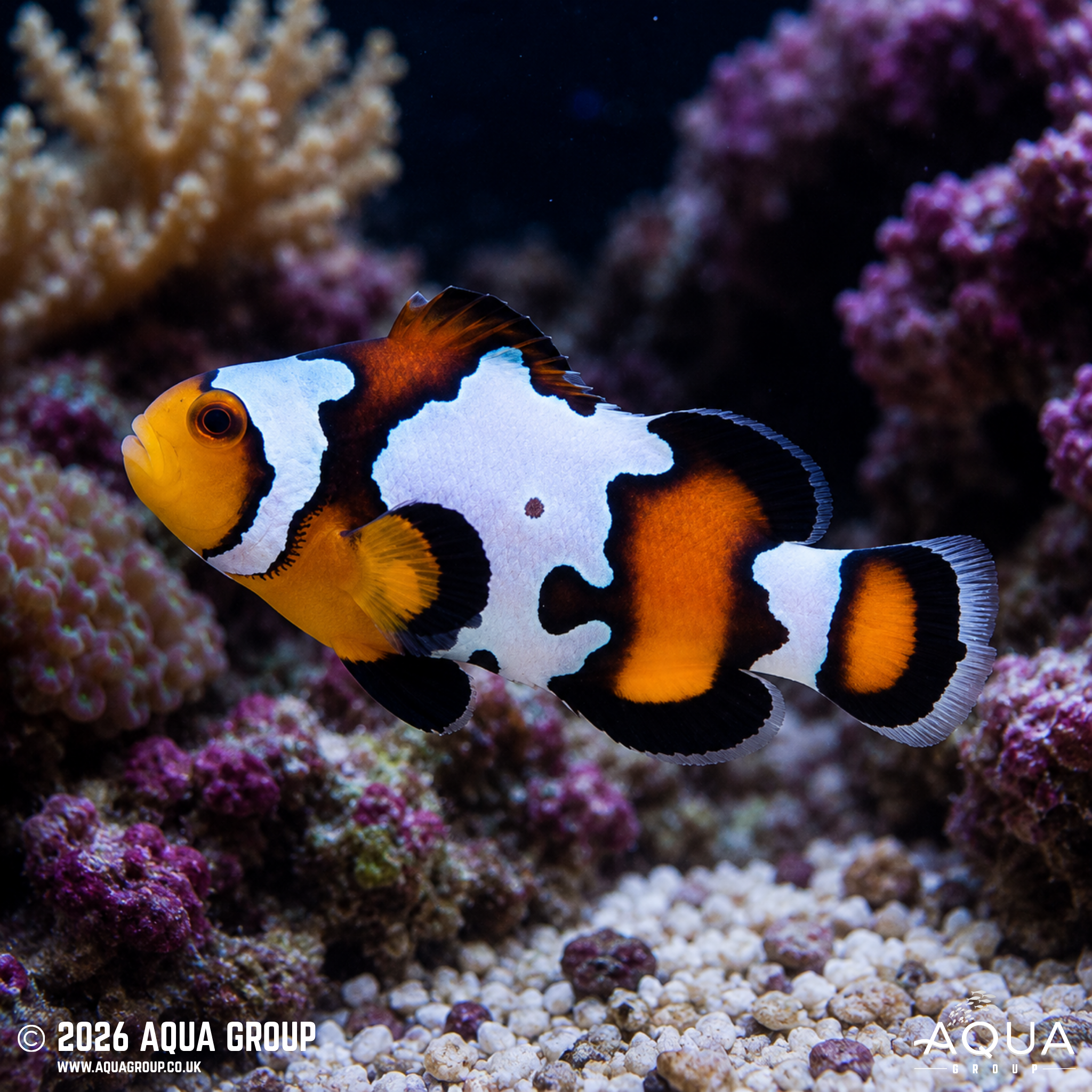 Black and White Clownfish (Amphiprion ocellaris)