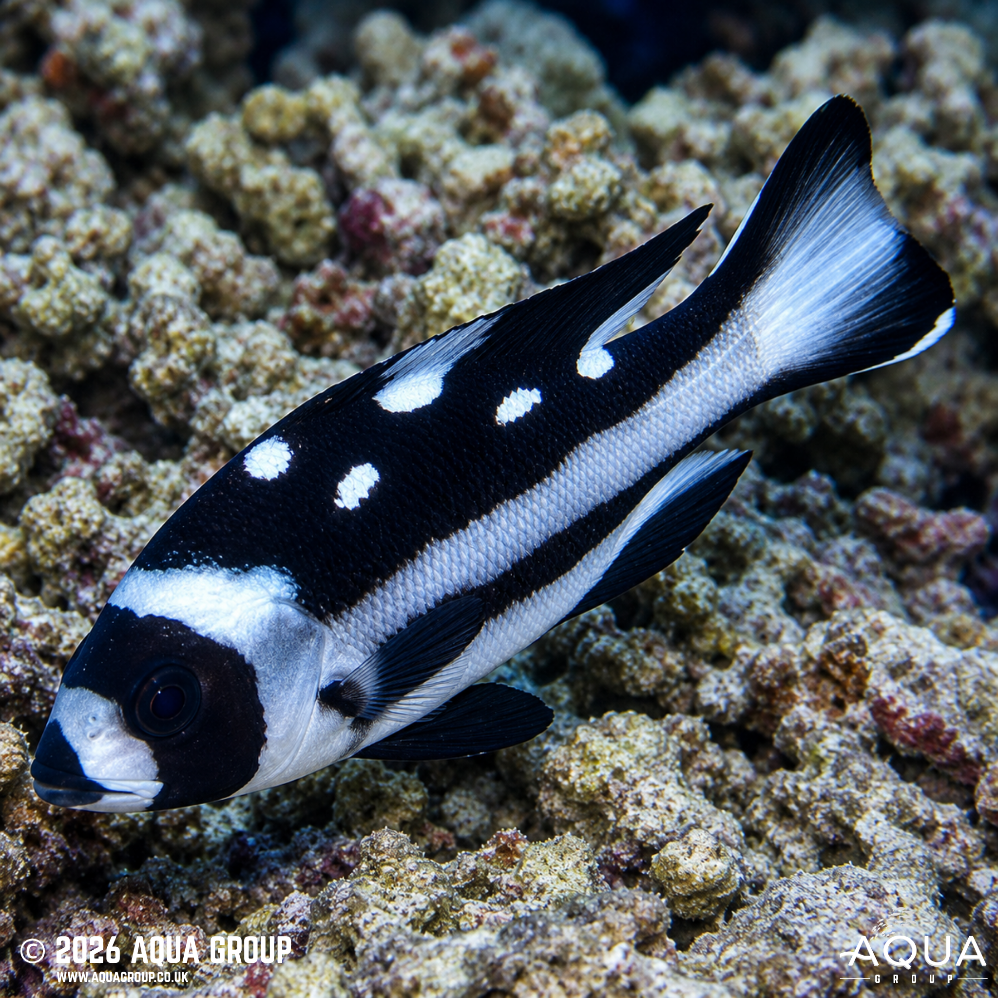 Black and White Snapper (Macolor niger)