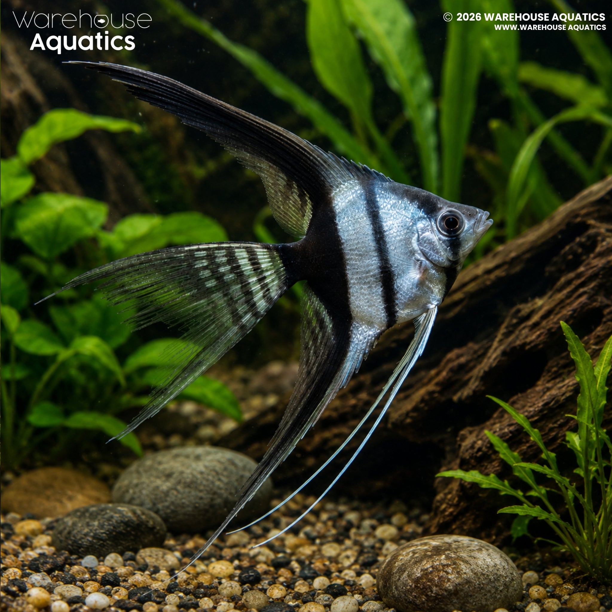 Black and White Veil Tail Angelfish (Pterophyllum scalare)