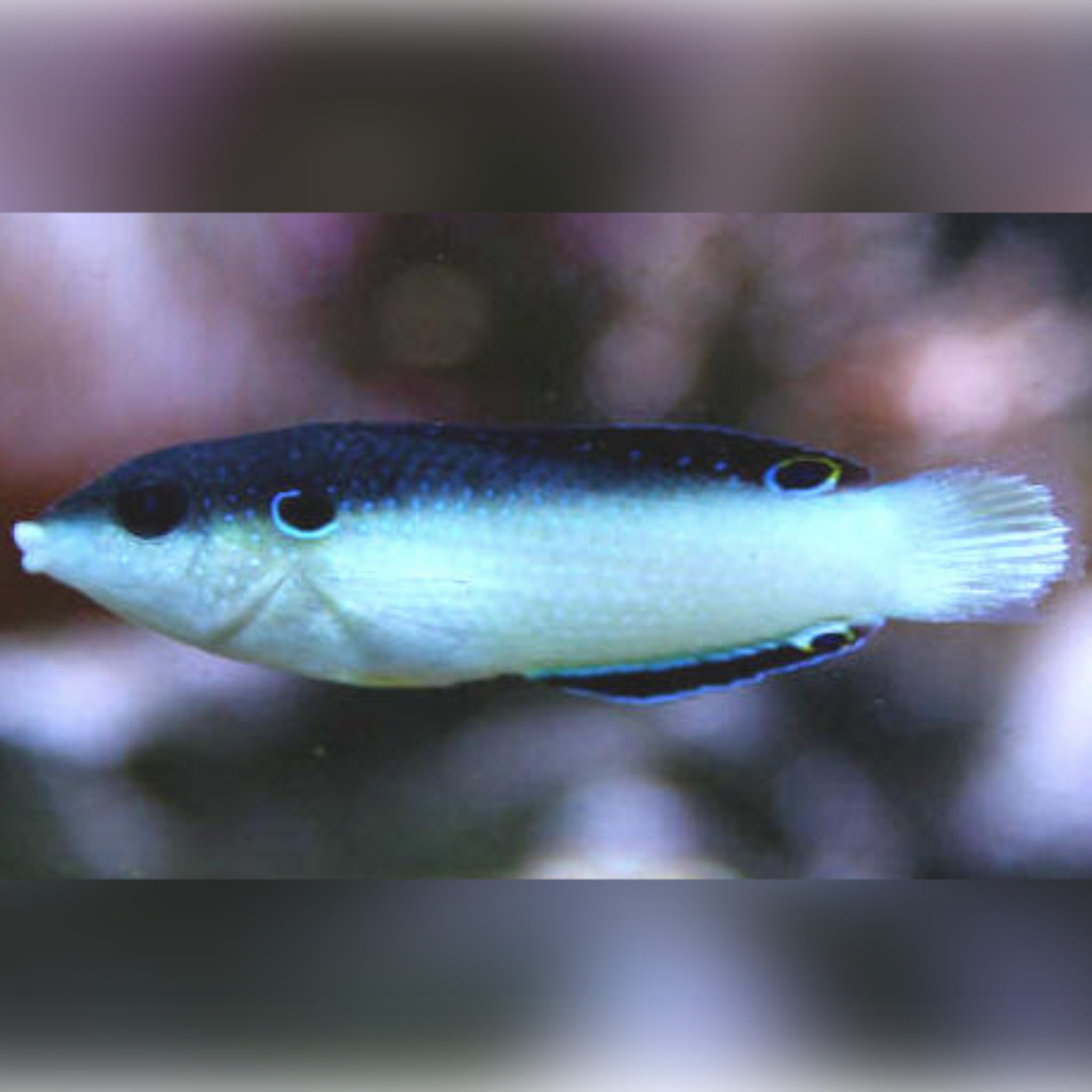 New Guinea Wrasse (Anampses neoguinaicus)