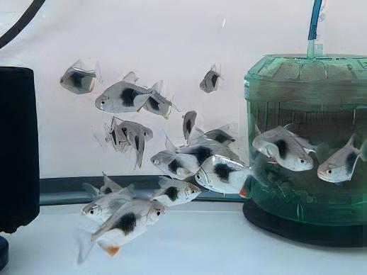 Blackberry Silver Dollar Myleus Schomburkii 5cm - Real Aquatics