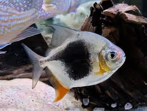 Blackberry Silver Dollar Myleus Schomburkii 5cm - Real Aquatics