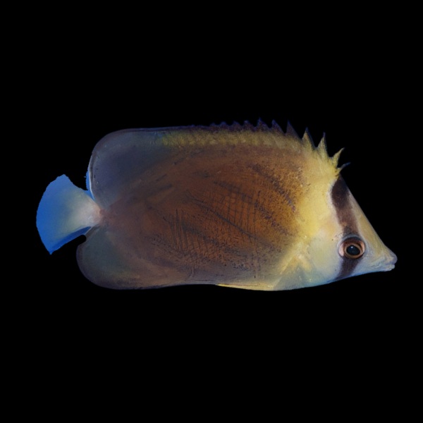 Blackburn's Butterfly Fish Chaetodon Blackburnii - Real Aquatics