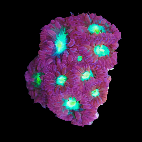 Blastomussa Big Pipe Hard Coral Blastomussa Merletti - Real Aquatics