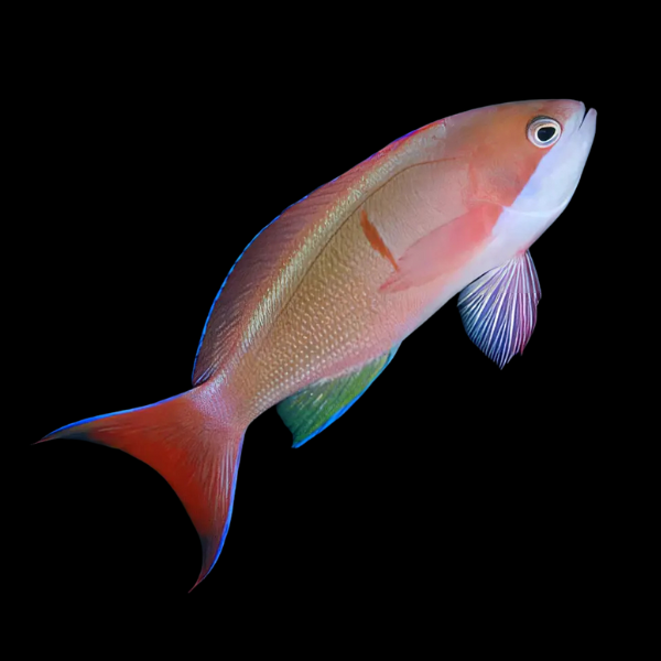 Bleeding Heart Anthias Pseudanthias Cooperi - Real Aquatics