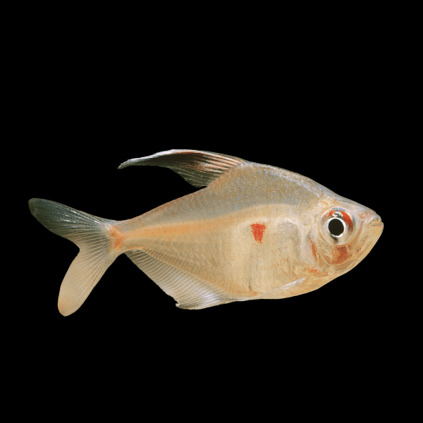 Bleeding Heart Tetra Hyphessobrycon Erythrostigma 2cm - Real Aquatics