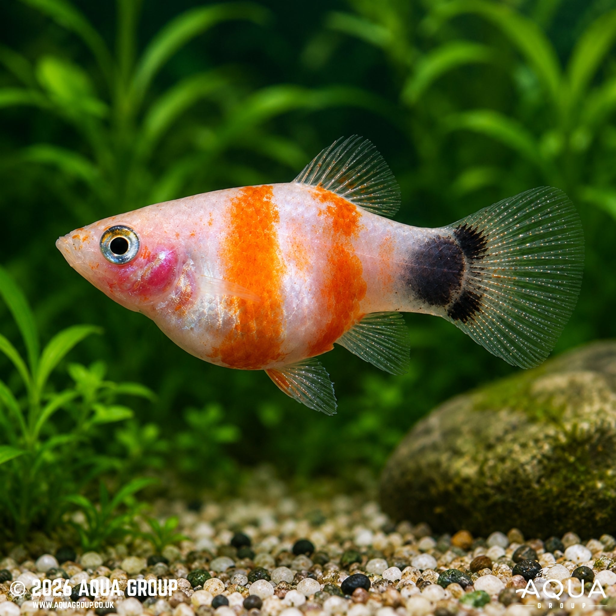 Bleeding Heart Mickey Mouse Platy (Xiphophorus maculatus)
